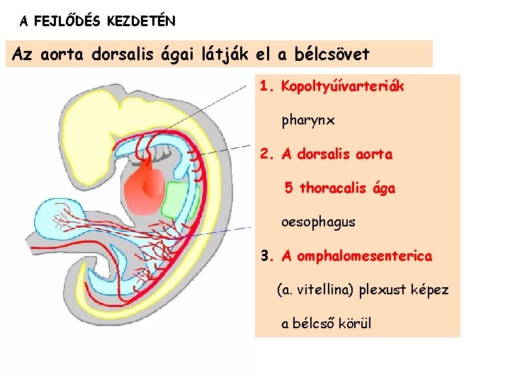 A FEJLŐDÉS KEZDETÉN Az aorta dorsalis ágai látják el a bélcsövet 1. Kopoltyúívarteriák pharynx