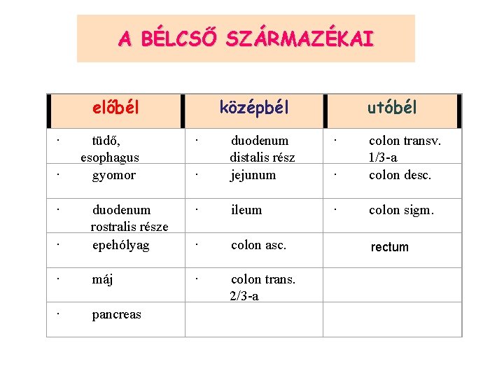 A BÉLCSŐ SZÁRMAZÉKAI előbél · · colon transv. 1/3 -a colon desc. · ileum