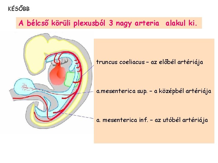 KÉSŐBB A bélcső körüli plexusból 3 nagy arteria alakul ki. truncus coeliacus – az