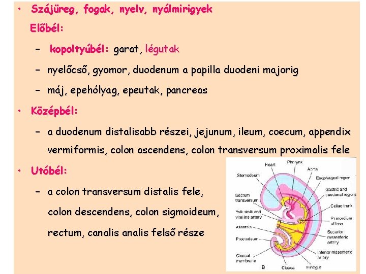  • Szájüreg, fogak, nyelv, nyálmirigyek Előbél: – kopoltyúbél: garat, légutak – nyelőcső, gyomor,