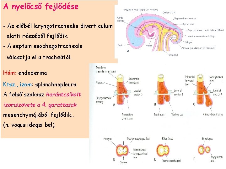 A nyelőcső fejlődése - Az előbél laryngotrachealis diverticulum alatti részéből fejlődik. - A septum