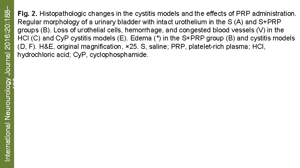 International Neurourology Journal 2016; 20: 188196 Fig. 2. Histopathologic changes in the cystitis models