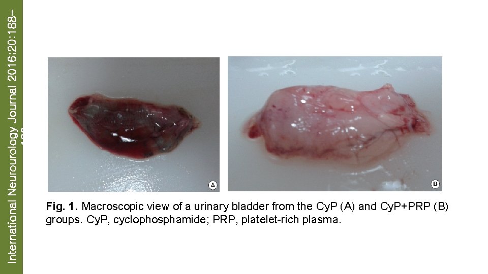 International Neurourology Journal 2016; 20: 188196 Fig. 1. Macroscopic view of a urinary bladder