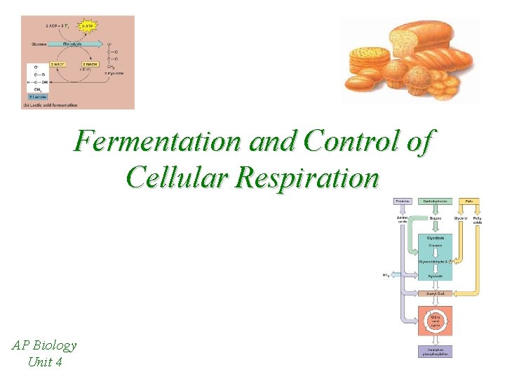 Fermentation and Control of Cellular Respiration AP Biology Unit 4 