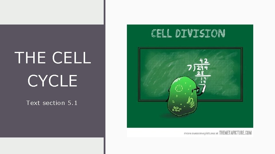 THE CELL CYCLE Text section 5 1 Why