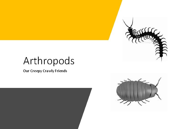 Arthropods Our Creepy Crawly Friends 