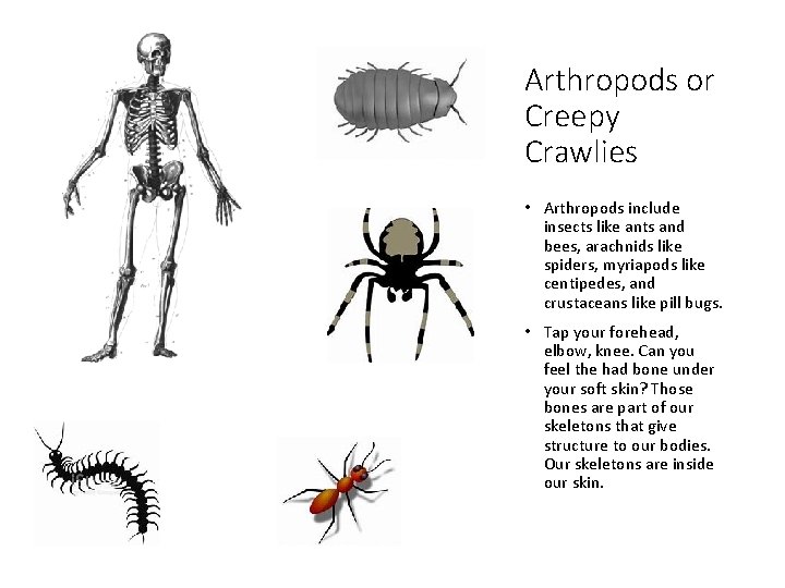 Arthropods or Creepy Crawlies • Arthropods include insects like ants and bees, arachnids like