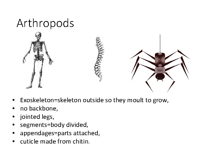 Arthropods • • • Exoskeleton=skeleton outside so they moult to grow, no backbone, jointed