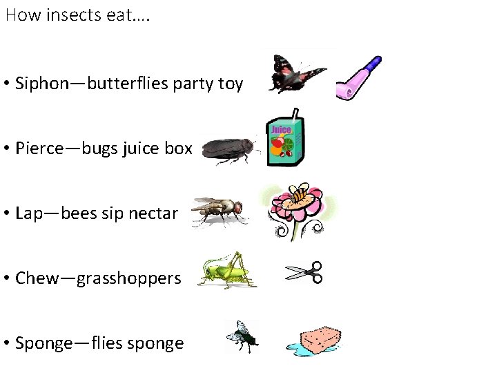 How insects eat…. • Siphon—butterflies party toy • Pierce—bugs juice box • Lap—bees sip