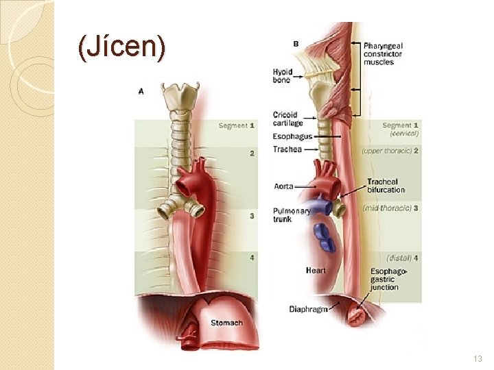 (Jícen) 13 