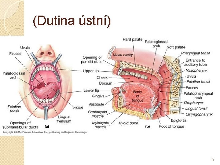 (Dutina ústní) 8 