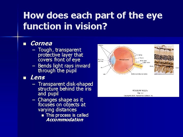 How does each part of the eye function in vision? n Cornea n Lens How does each part of the eye function in vision? n Cornea n Lens