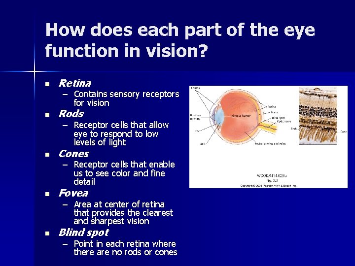 How does each part of the eye function in vision? n Retina n Rods How does each part of the eye function in vision? n Retina n Rods