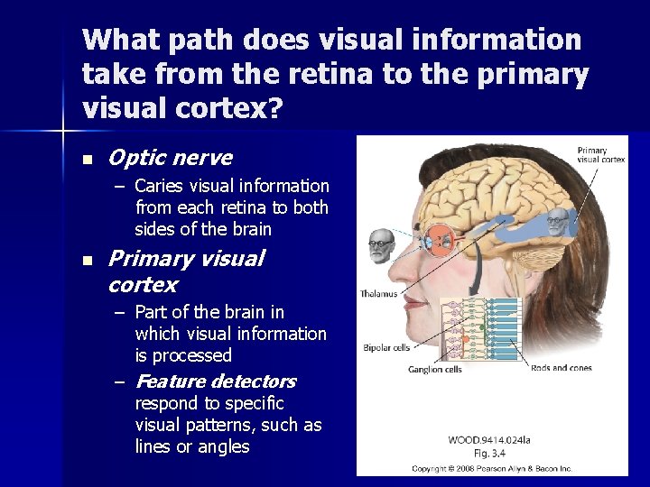 What path does visual information take from the retina to the primary visual cortex? What path does visual information take from the retina to the primary visual cortex?