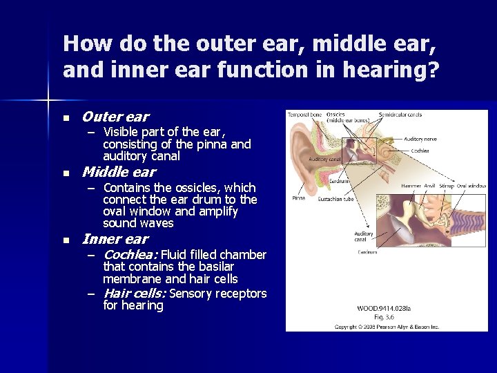 How do the outer ear, middle ear, and inner ear function in hearing? n How do the outer ear, middle ear, and inner ear function in hearing? n