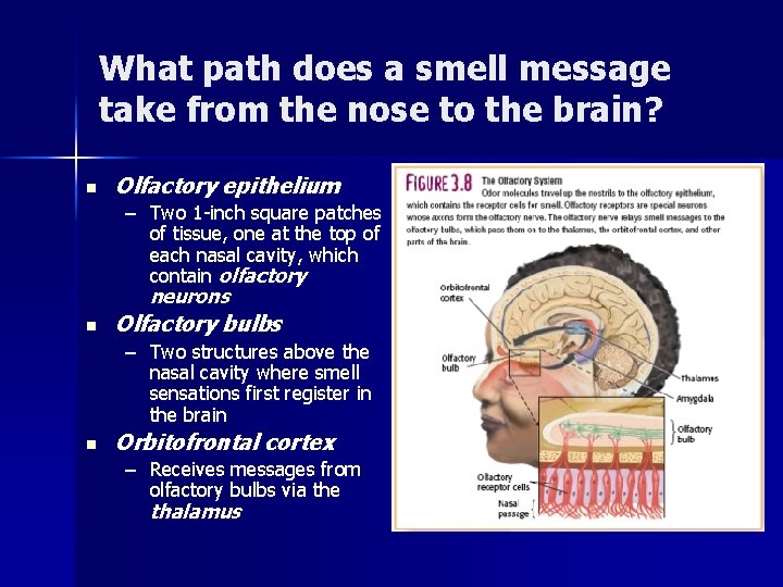 What path does a smell message take from the nose to the brain? n What path does a smell message take from the nose to the brain? n
