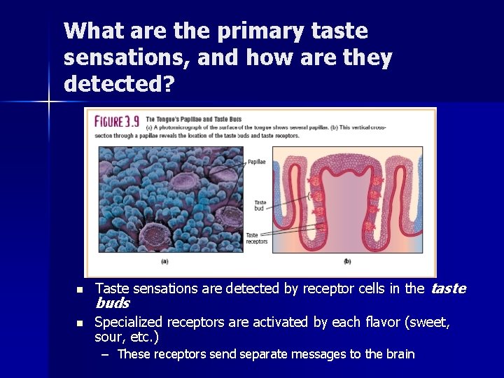 What are the primary taste sensations, and how are they detected? n n Taste What are the primary taste sensations, and how are they detected? n n Taste