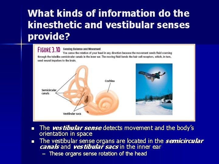 What kinds of information do the kinesthetic and vestibular senses provide? n n The What kinds of information do the kinesthetic and vestibular senses provide? n n The