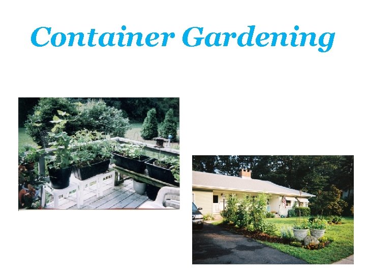 Container Gardening 