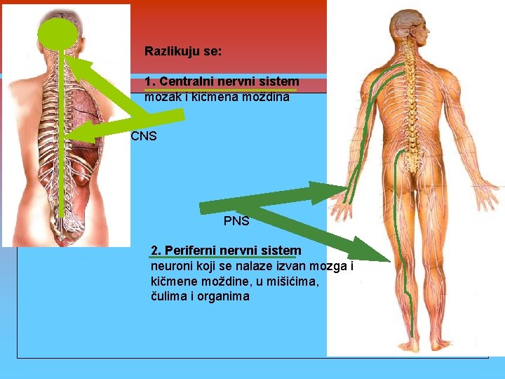 Razlikuju se: 1. Centralni nervni sistem mozak i kičmena moždina CNS PNS 2. Periferni