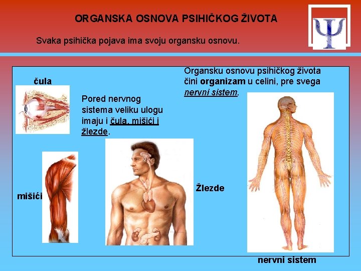 ORGANSKA OSNOVA PSIHIČKOG ŽIVOTA Svaka psihička pojava ima svoju organsku osnovu. čula Pored nervnog