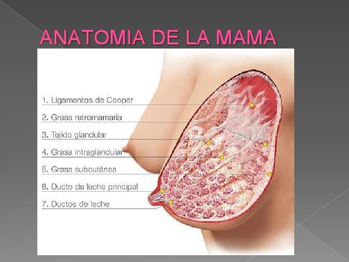 ANATOMIA DE LA MAMA 