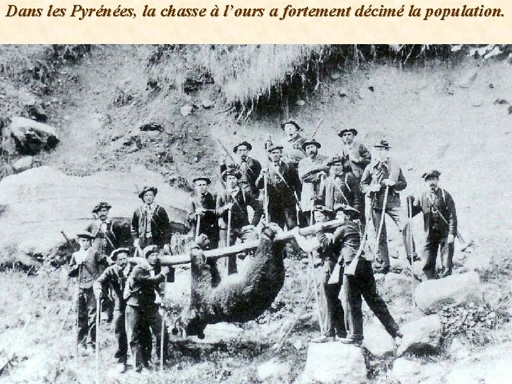 Dans les Pyrénées, la chasse à l’ours a fortement décimé la population. 