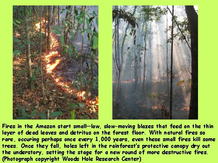 Fires in the Amazon start small—low, slow-moving blazes that feed on the thin layer