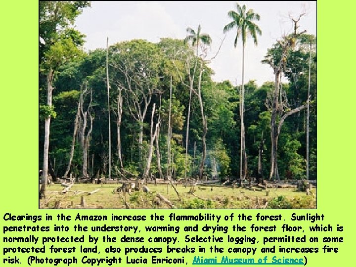 Clearings in the Amazon increase the flammability of the forest. Sunlight penetrates into the