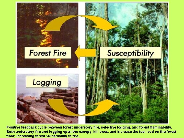 Positive feedback cycle between forest understory fire, selective logging, and forest flammability. Both understory