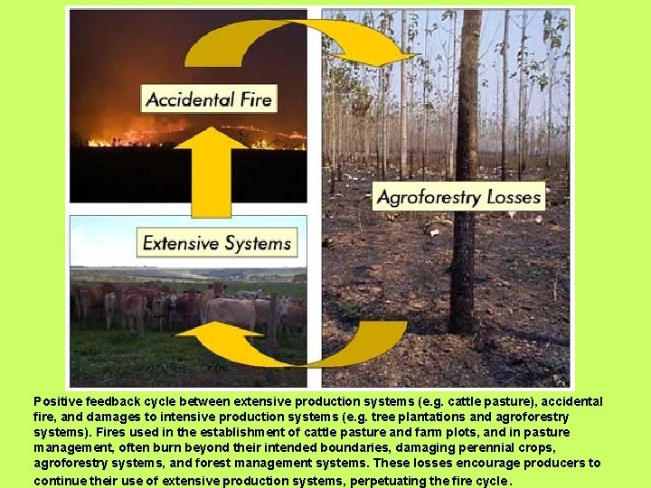 Positive feedback cycle between extensive production systems (e. g. cattle pasture), accidental fire, and