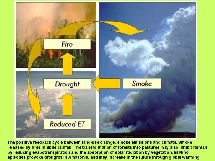 The positive feedback cycle between land-use change, smoke emissions and climate. Smoke released by