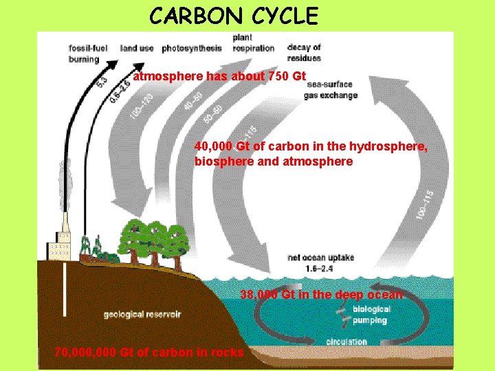 CARBON CYCLE atmosphere has about 750 Gt 40, 000 Gt of carbon in the