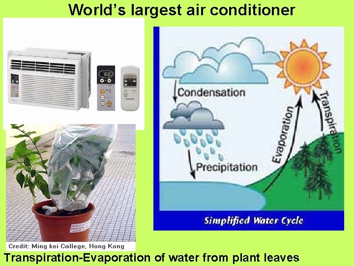 World’s largest air conditioner Transpiration-Evaporation of water from plant leaves 