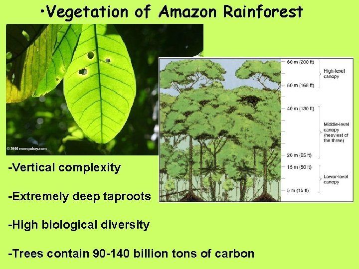  • Vegetation of Amazon Rainforest -Vertical complexity -Extremely deep taproots -High biological diversity