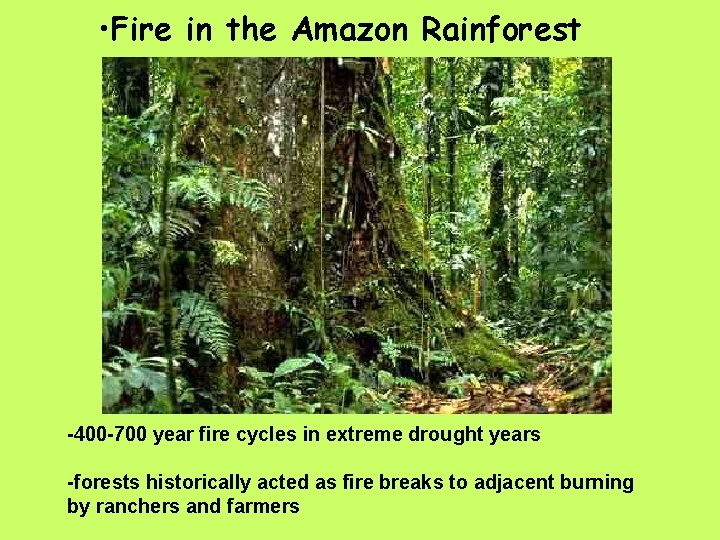  • Fire in the Amazon Rainforest -400 -700 year fire cycles in extreme