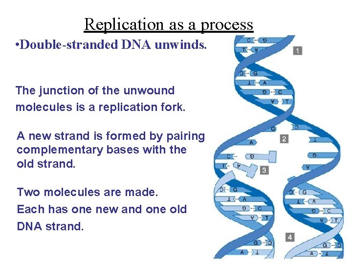 Replication as a process • Double-stranded DNA unwinds. The junction of the unwound molecules Replication as a process • Double-stranded DNA unwinds. The junction of the unwound molecules