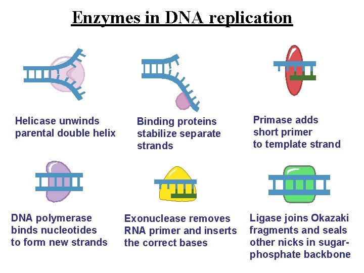 Enzymes in DNA replication Helicase unwinds parental double helix DNA polymerase binds nucleotides to Enzymes in DNA replication Helicase unwinds parental double helix DNA polymerase binds nucleotides to