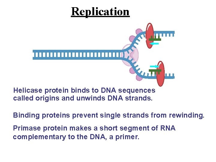 Replication 3’ 3’ 5’ 5’ 3’ 5’ Helicase protein binds to DNA sequences called Replication 3’ 3’ 5’ 5’ 3’ 5’ Helicase protein binds to DNA sequences called