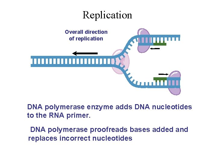 Replication Overall direction of replication 3’ 5’ DNA polymerase enzyme adds DNA nucleotides to Replication Overall direction of replication 3’ 5’ DNA polymerase enzyme adds DNA nucleotides to