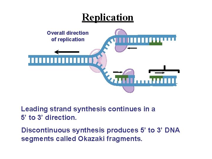 Replication Overall direction of replication 3’ 3’ 5’ 5’ Okazaki fragment 3’ 5’ Leading Replication Overall direction of replication 3’ 3’ 5’ 5’ Okazaki fragment 3’ 5’ Leading