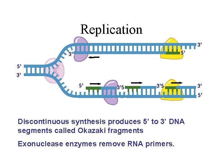 Replication 3’ 5’ 3’ 5’ Discontinuous synthesis produces 5’ to 3’ DNA segments called Replication 3’ 5’ 3’ 5’ Discontinuous synthesis produces 5’ to 3’ DNA segments called