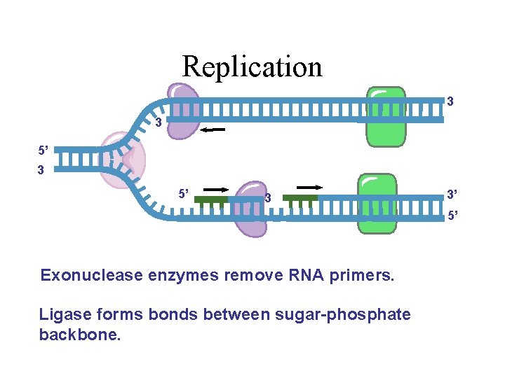 Replication 3’ 3’ 5’ Exonuclease enzymes remove RNA primers. Ligase forms bonds between sugar-phosphate Replication 3’ 3’ 5’ Exonuclease enzymes remove RNA primers. Ligase forms bonds between sugar-phosphate