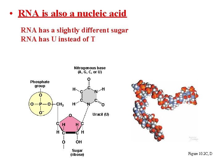 • RNA is also a nucleic acid RNA has a slightly different sugar • RNA is also a nucleic acid RNA has a slightly different sugar