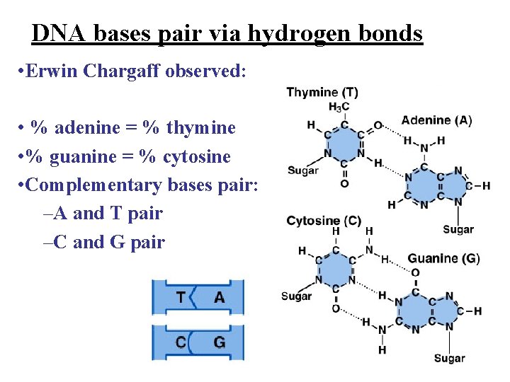 DNA bases pair via hydrogen bonds • Erwin Chargaff observed: • % adenine = DNA bases pair via hydrogen bonds • Erwin Chargaff observed: • % adenine =