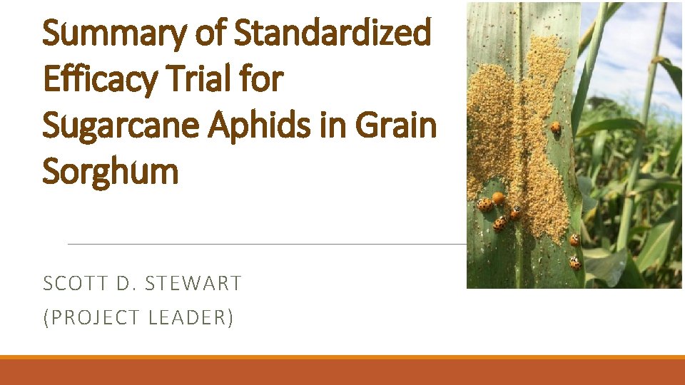 Summary of Standardized Efficacy Trial for Sugarcane Aphids in Grain Sorghum SCOTT D. STEWART