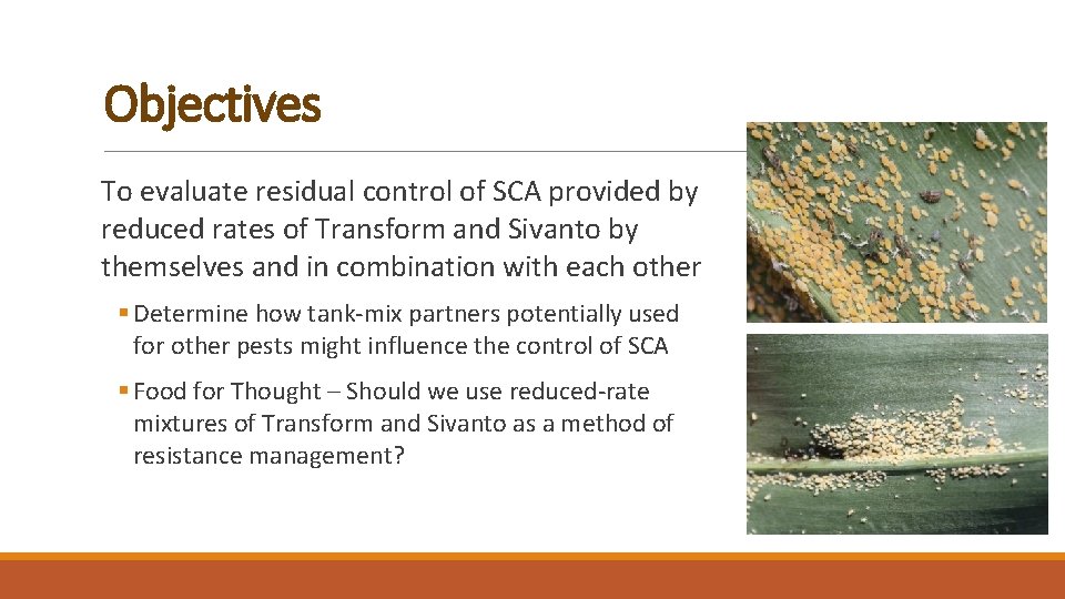 Objectives To evaluate residual control of SCA provided by reduced rates of Transform and