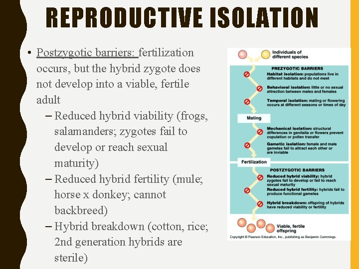 REPRODUCTIVE ISOLATION • Postzygotic barriers: fertilization occurs, but the hybrid zygote does not develop