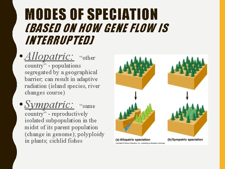 MODES OF SPECIATION (BASED ON HOW GENE FLOW IS INTERRUPTED) • Allopatric: “other country”