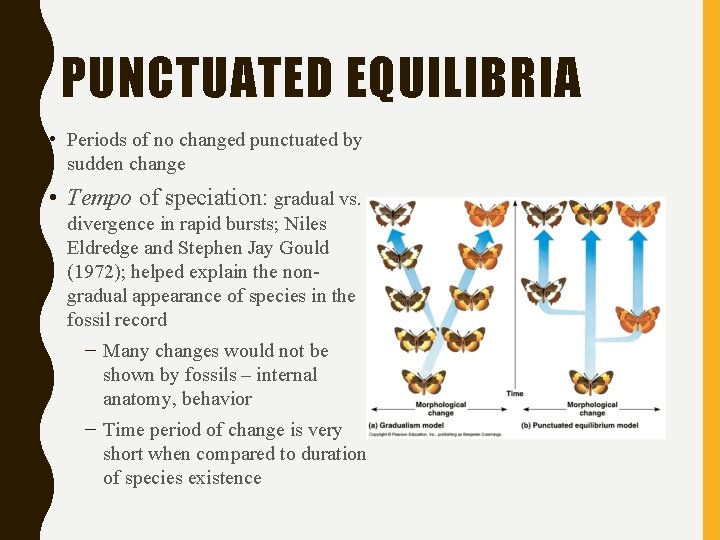 PUNCTUATED EQUILIBRIA • Periods of no changed punctuated by sudden change • Tempo of